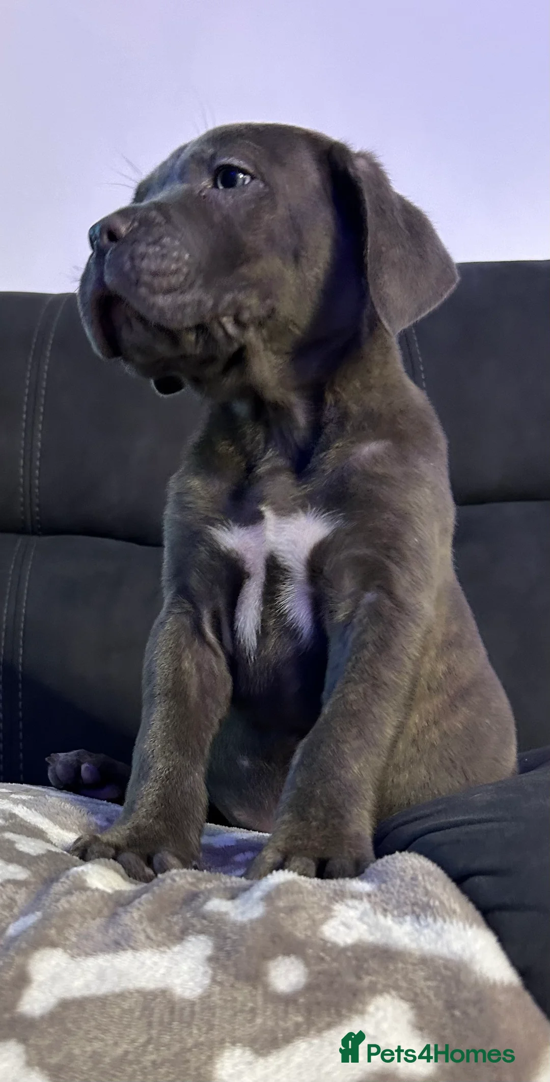 Cane Corso dogs for sale: Cane corso champion bloodline pups  - Advert 22