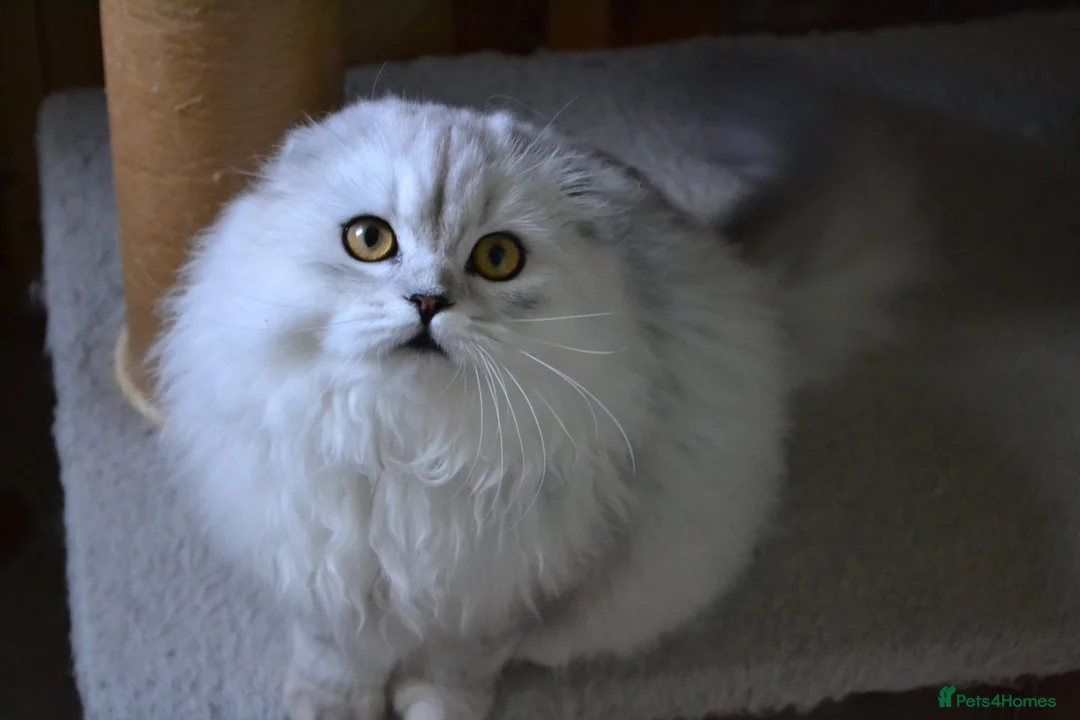 Scottish Fold cats for sale: Scottish fold kittens ❤️ - Advert 18