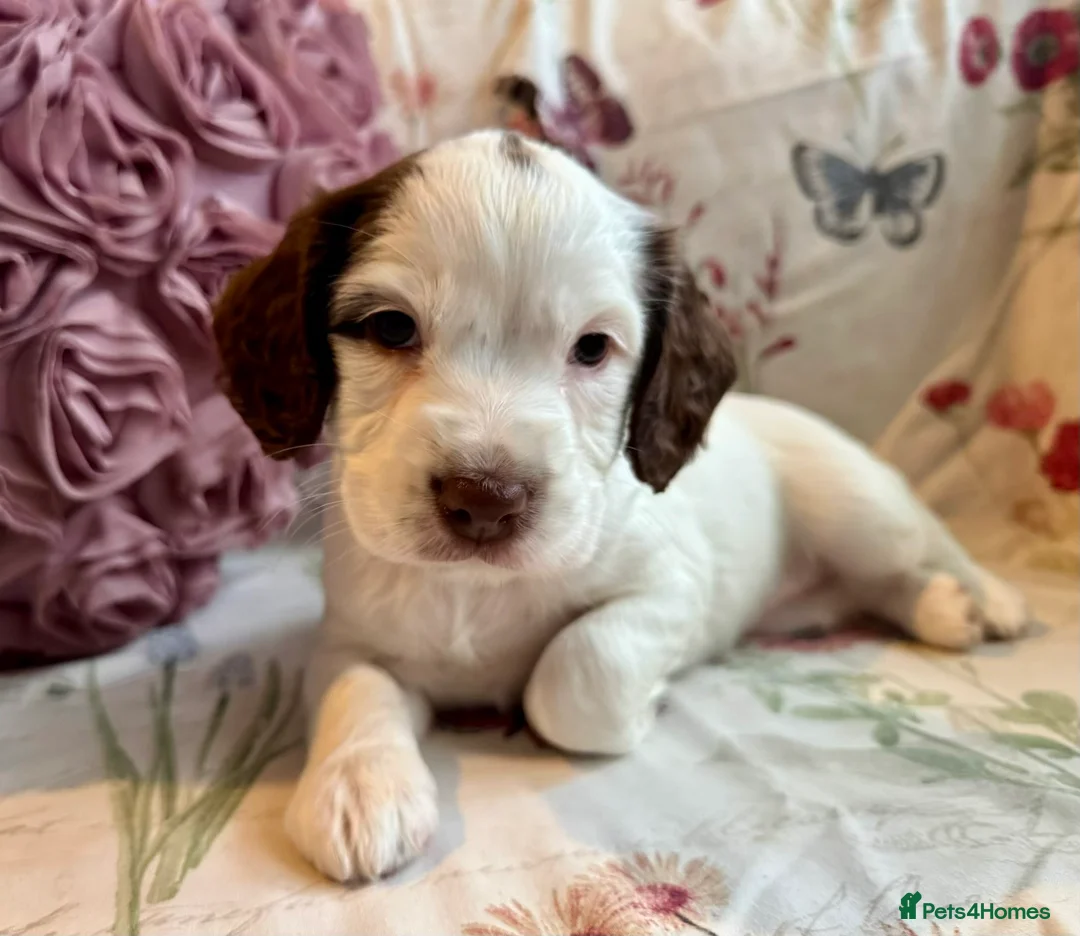 Sprocker dogs for sale: Beautiful Sprocker Spaniel pups  - Advert 14