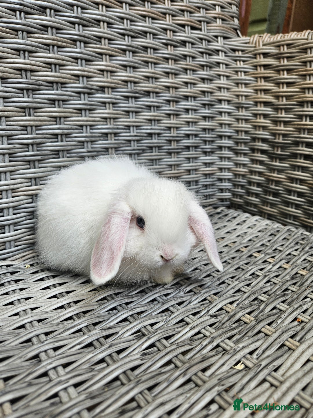Mini Lop rabbits for sale: Mini lop babies - Image 3