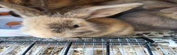 Mixed Breed rabbits for sale: Baby rabbits  - Advert 5