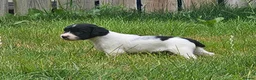 English Springer Spaniel dogs for sale: English Springer Spanel (KC Reg, Vet tail dock)  - Advert 2