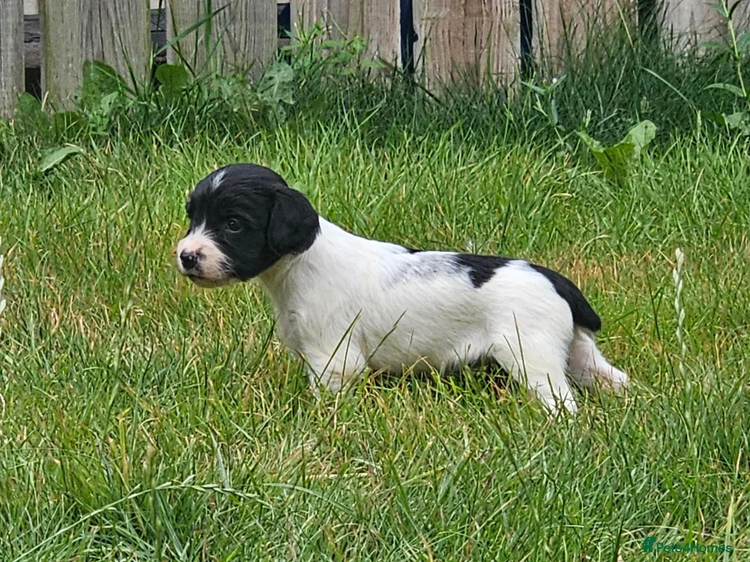 English Springer Spaniel dogs for sale: English Springer Spanel (KC Reg, Vet tail dock)  - Advert 2