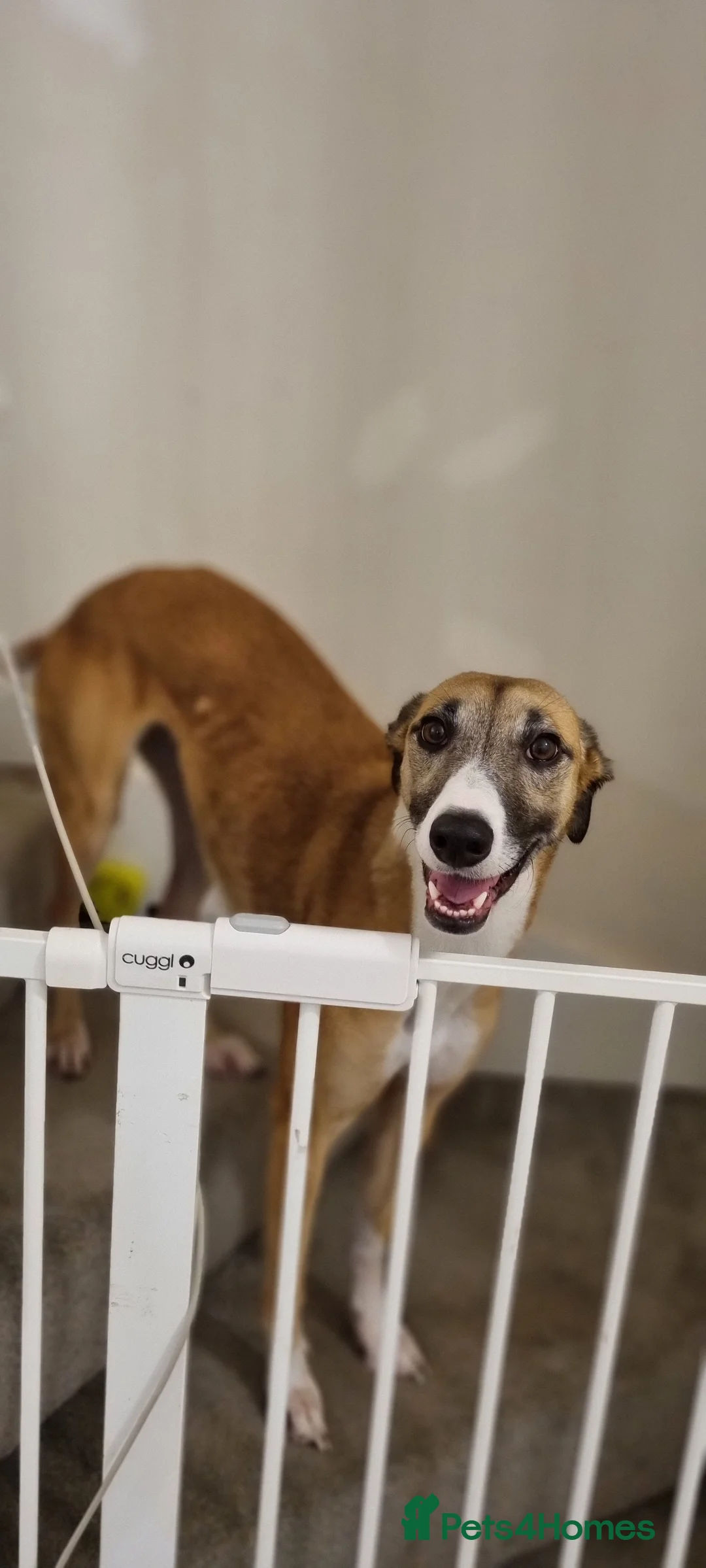 Mixed Breed dogs for sale: 2x female Whippet X Collie - Advert 8