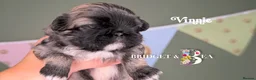 Pekingese dogs for sale: Fawn girl & boy kc reg licensed breeder - Advert 8