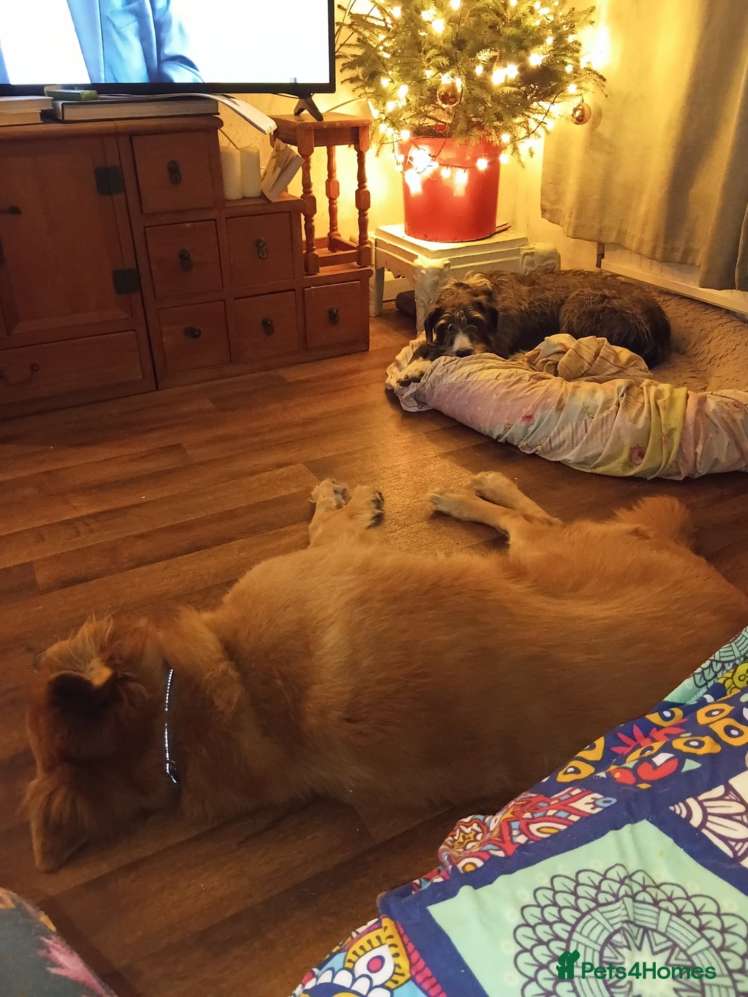 Mixed Breed dogs for sale: Foxy. A very fluffy friend. - Advert 5