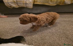 Cockapoo dogs for sale: Beautiful cockerpoo F1B - Advert 6