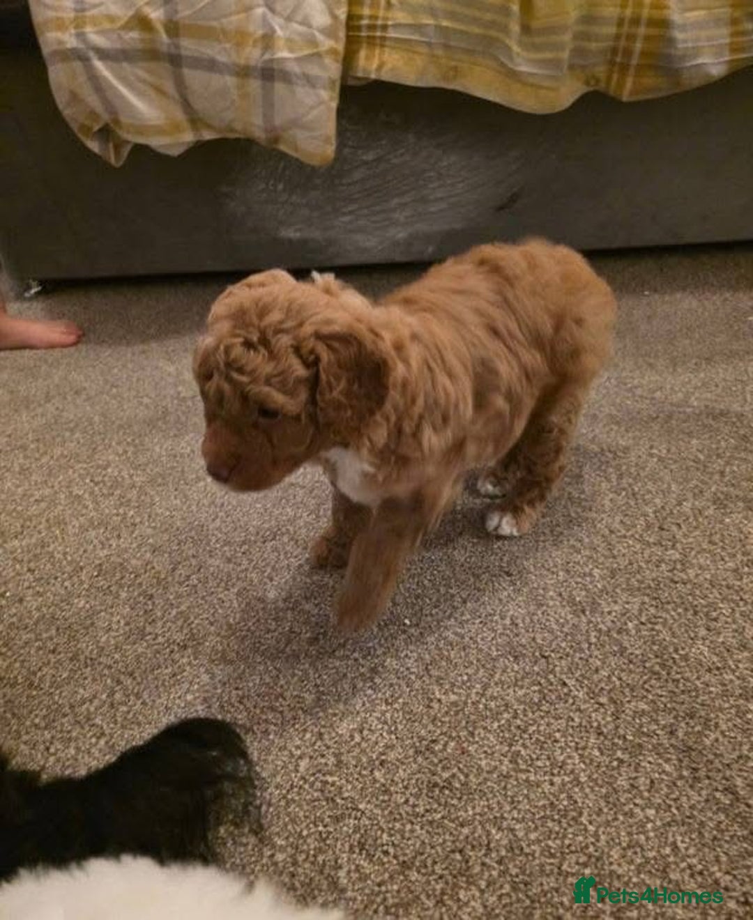 Cockapoo dogs for sale: Beautiful cockerpoo F1B - Advert 6