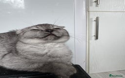 Scottish Fold cats for sale: Scottish Fold Kittens Variety of Colours - Image 37