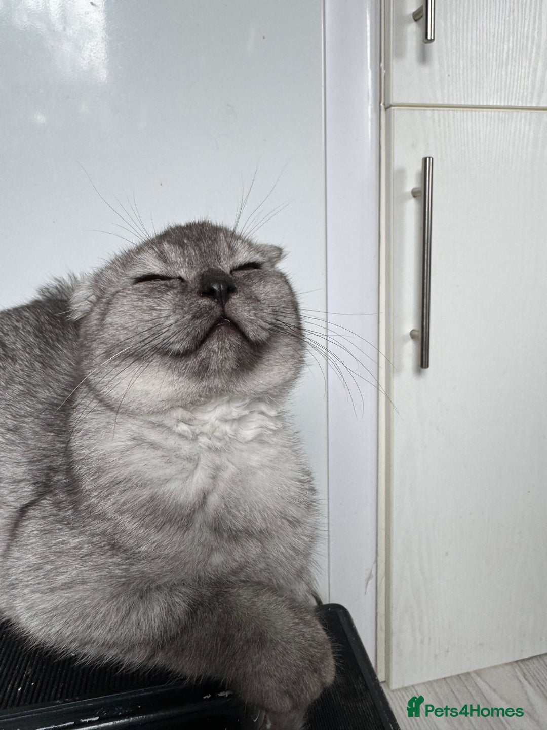 Scottish Fold cats for sale: Scottish Fold Kittens Variety of Colours - Image 37