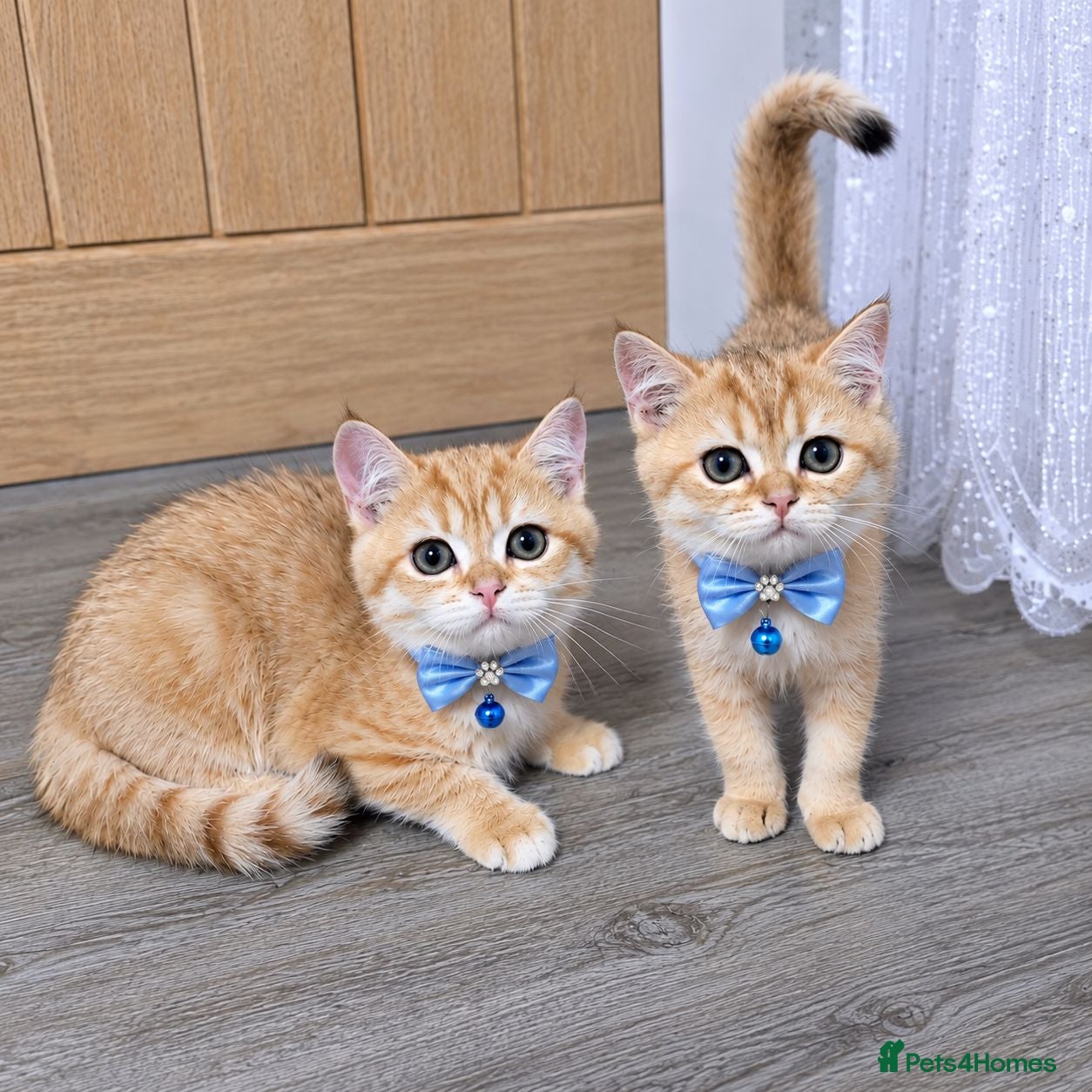 British Shorthair cats British Shorthair Golden Chinchilla Kittens - Advert 1