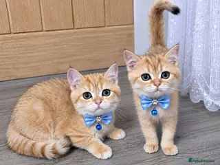 British Shorthair cats British Shorthair Golden Chinchilla Kittens - Advert 1
