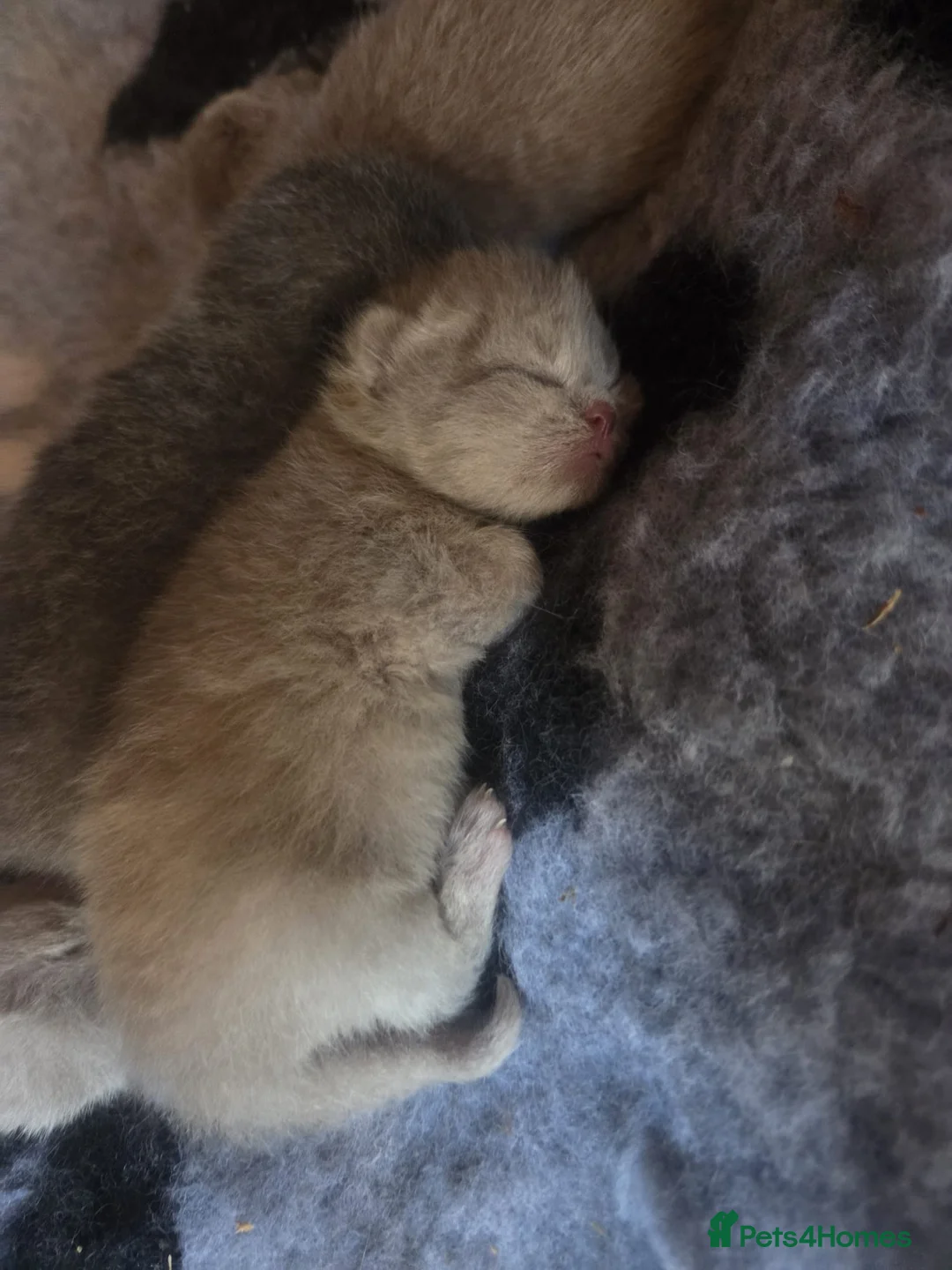 British Shorthair cats for sale: British Shorthair kittens  - Advert 1