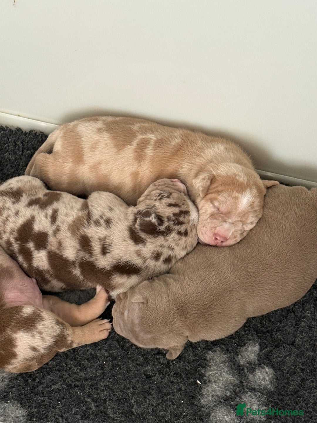 American Bully dogs for sale: Pocket bully puppies  - Image 4