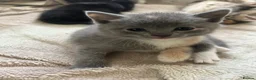 Domestic Shorthair cats for sale: 4 Beautiful Domestic Shorthair Kittens  - Advert 14