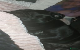 Pug dogs for sale: Loving, Cuddly Pug  - Image 18