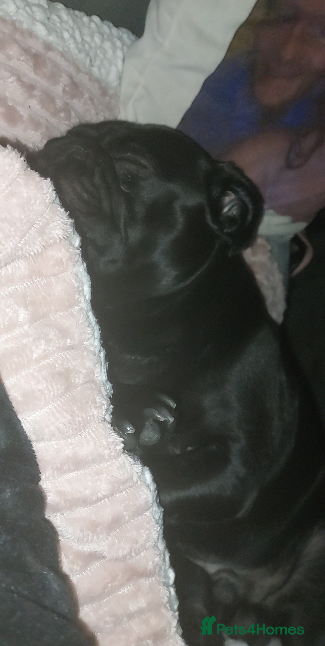 Pug dogs for sale: Loving, Cuddly Pug  - Image 18