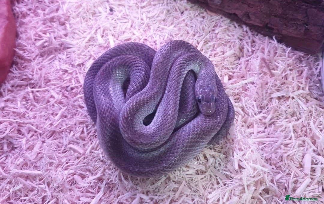 Corn Snake reptiles Corn snake with equipment  - Advert 12