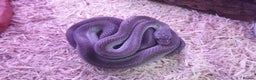 Corn Snake reptiles for sale: Corn snake with equipment  - Advert 1