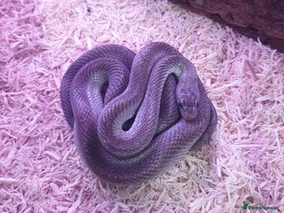 Corn Snake reptiles Corn snake with equipment - Advert 18