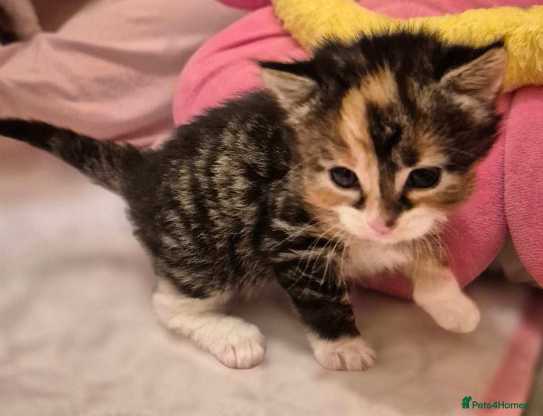 Mixed Breed cats for sale: ** ready to leave now 9 wks , 2 beautiful girls ** - Image 17
