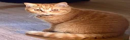 British Shorthair cats for sale: British Shorthair Kitten in Saltash - Advert 7