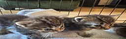 Domestic Shorthair cats for sale: Beautiful kittens  - Advert 10