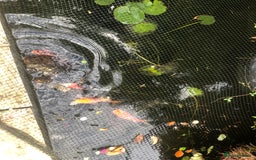 Koi Carp fish for sale: Selection of koi  - Image 2