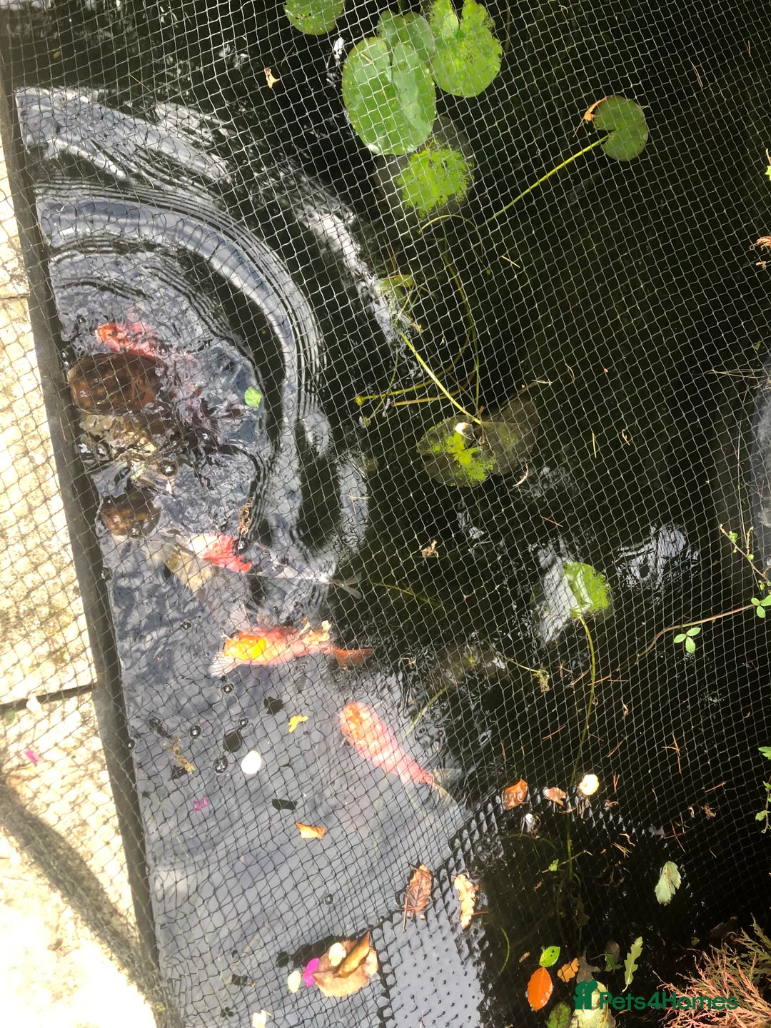 Koi Carp fish for sale: Selection of koi  - Image 2