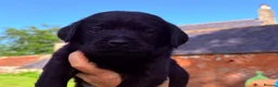 Labrador Retriever dogs for sale: Black Labrador pups 270 plus DNA Hips Elbows Eyes  - Advert 6