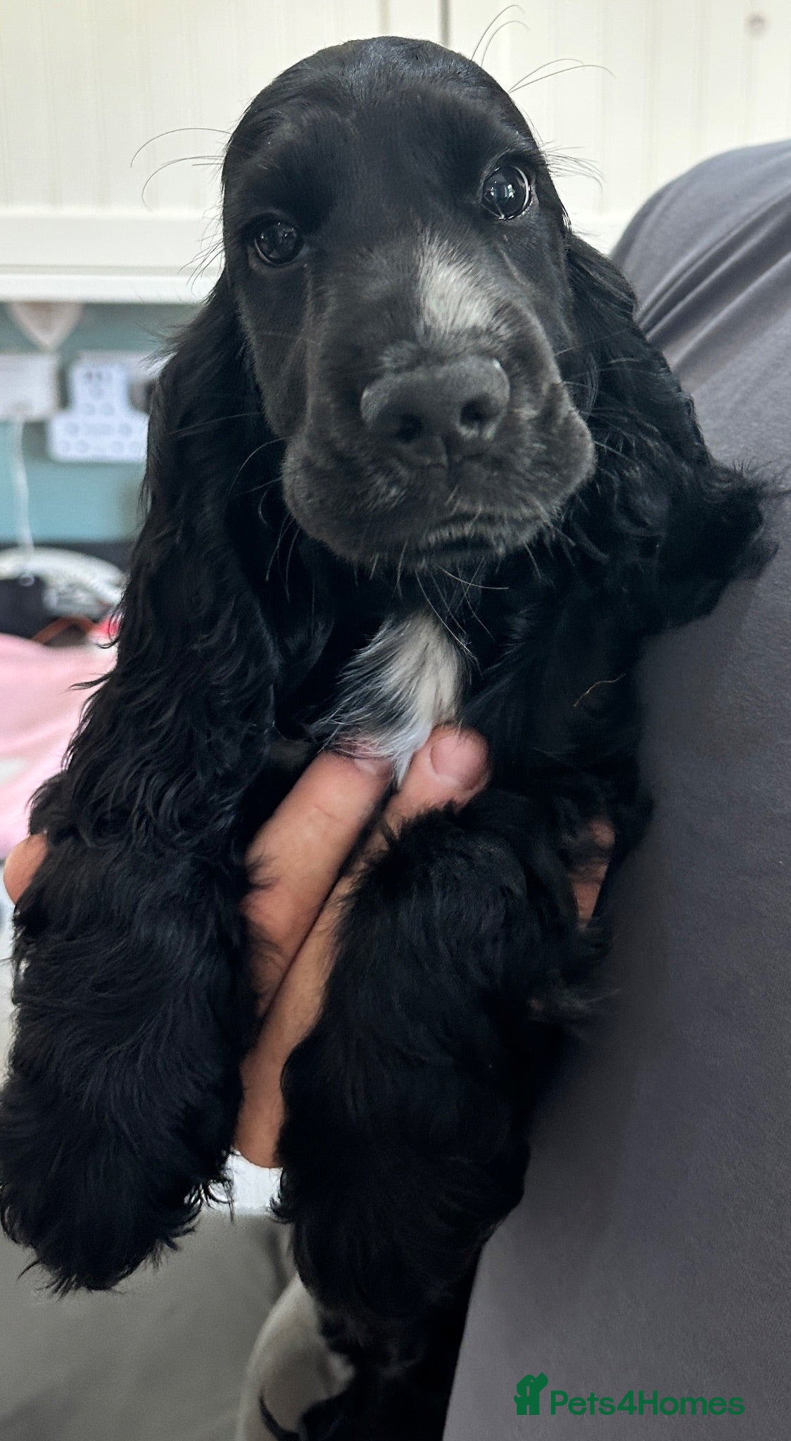 Cocker Spaniel dogs 2 Solid black boys - Advert 9