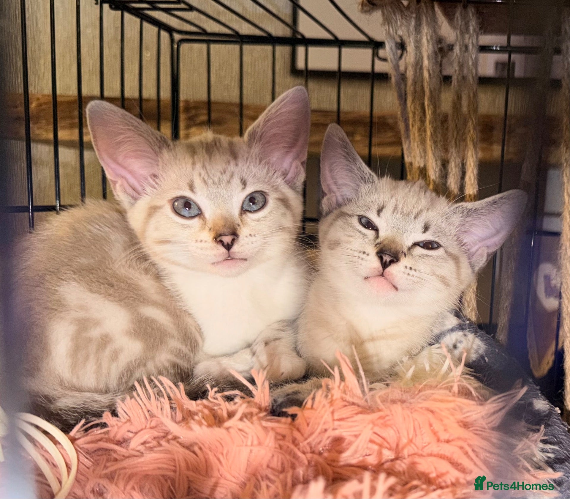 Bengal cats Beautiful sisters 11 weeks  - Advert 5