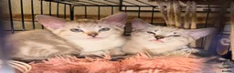 Bengal cats for sale: Beautiful sisters 11 weeks  - Advert 1