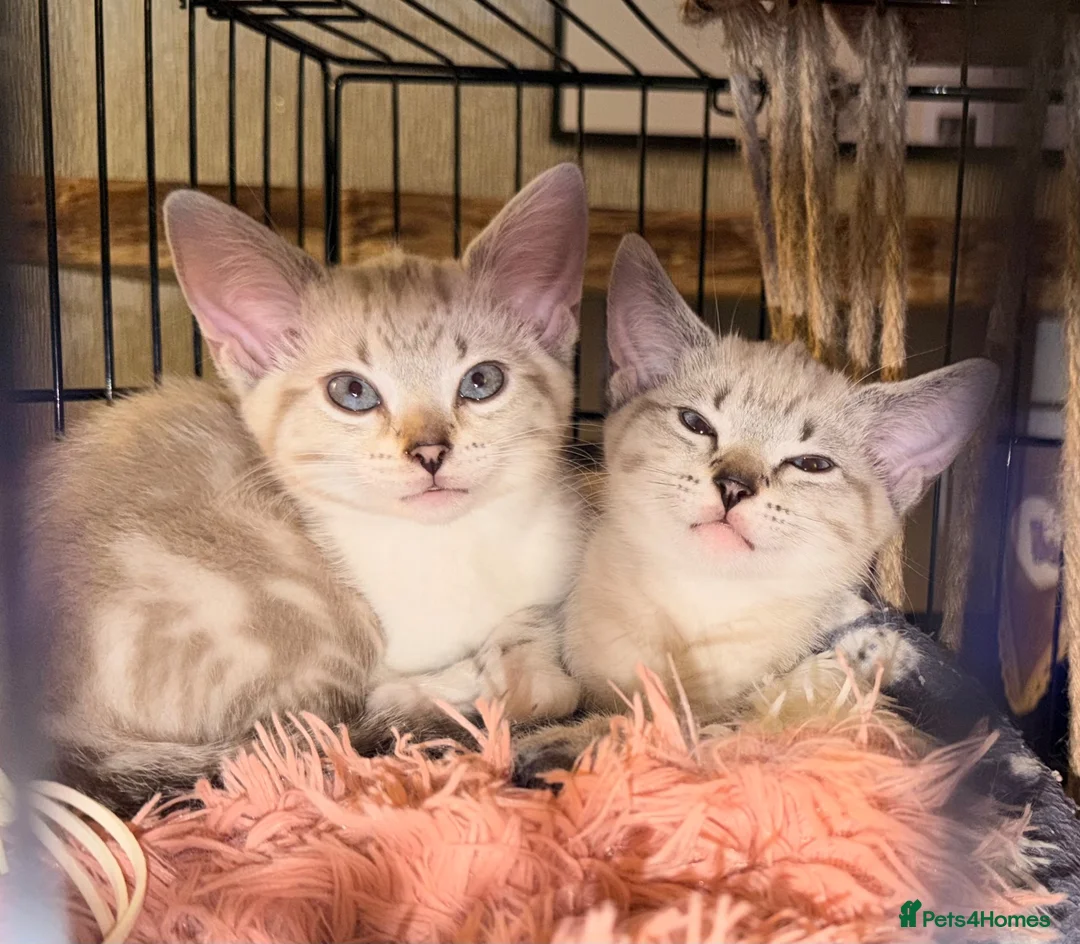 Bengal cats for sale: Beautiful sisters 11 weeks  - Advert 1