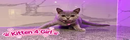 British Shorthair cats for sale: 🐾 Beautiful British Blue Kittens Available! 🐾💙 - Advert 12