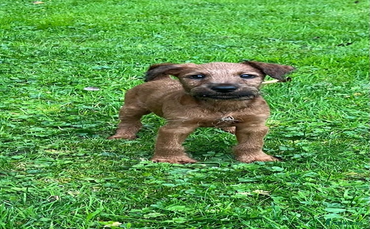 Irish Terrier dogs - Advert 1
