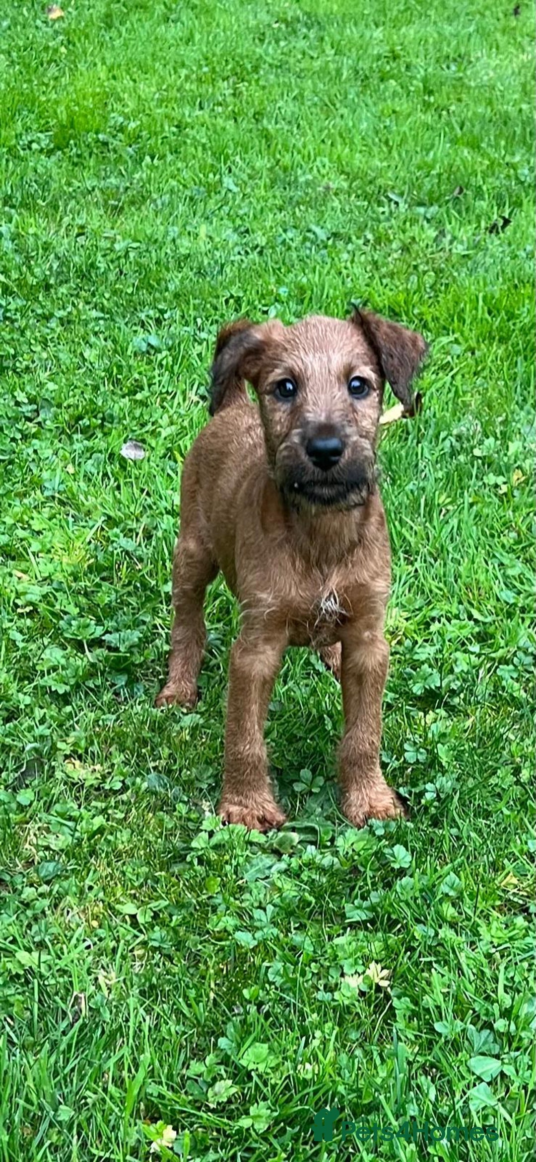 Irish Terrier dogs for sale: BEAUTIFUL KCREGISTERED, CHAMPION, IRISH TERRIERS - Image 1