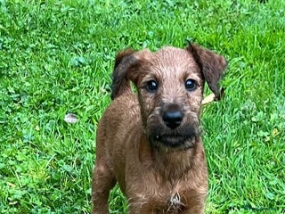 Irish Terrier dogs - Advert 22