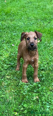 Irish Terrier dogs - Advert 1