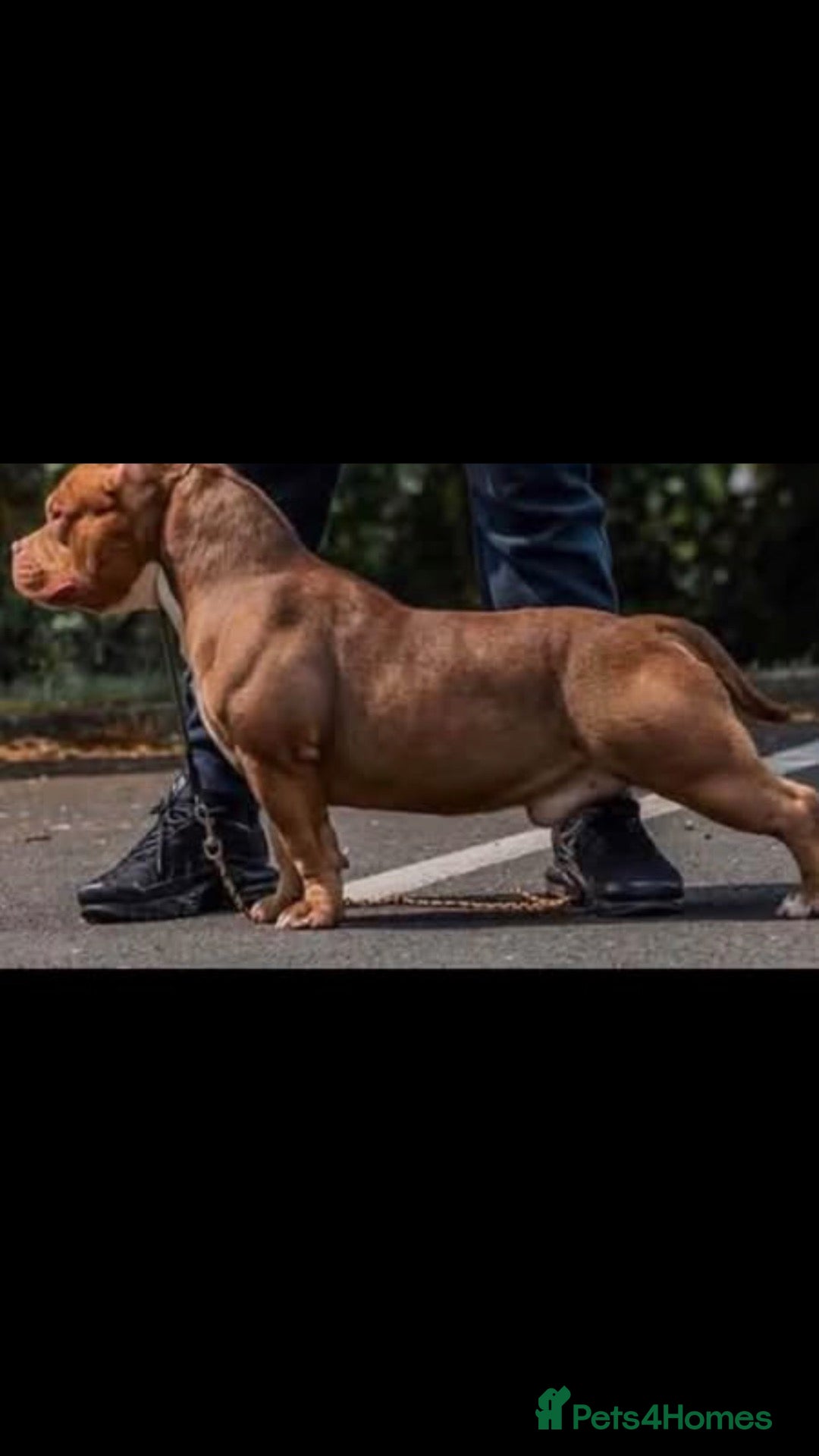 American Bully dogs American bull , pocket class  - Advert 1