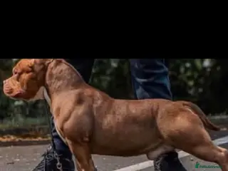 American Bully dogs American bull , pocket class - Advert 2