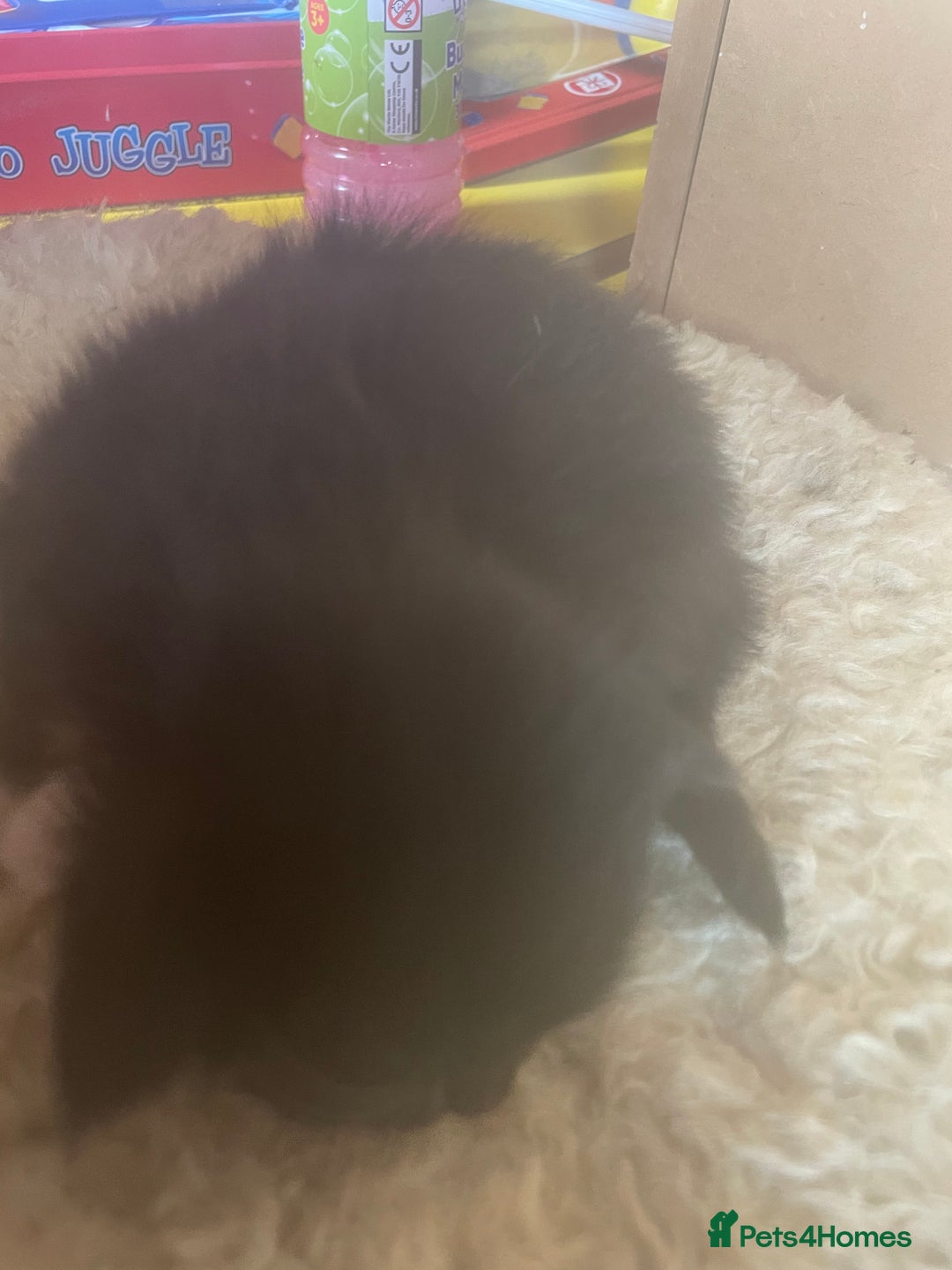 Bengal cats for sale: Part bengal kittens  - Image 19