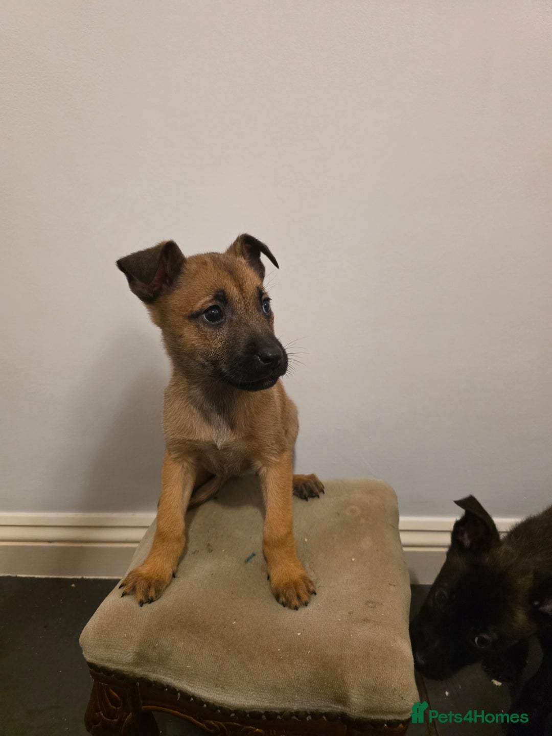 Belgian Shepherd Dog dogs for sale: Dutch Herder Puppies - Advert 6