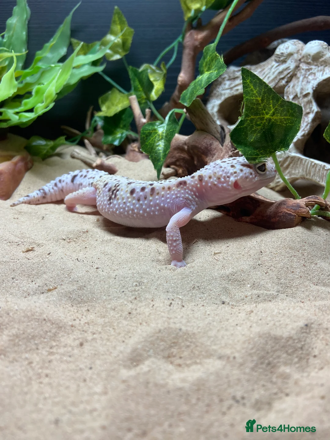 Leopard Gecko reptiles for sale: Super mac snow Leopard Gecko in Dorking - Advert 3