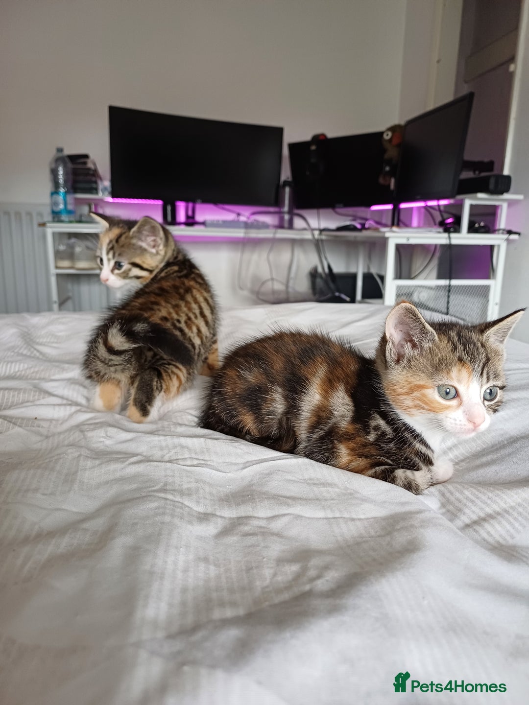 Mixed Breed cats for sale: Beautiful kittens - Image 12