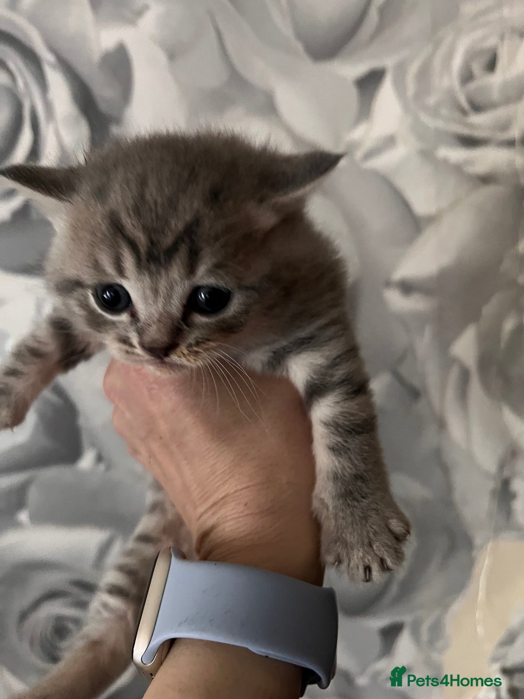 Maine Coon cats for sale: maincoon cross british shorthair  - Advert 7