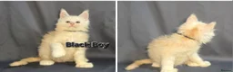 Maine Coon cats for sale: Ready now Maine Coon x2 boys - Advert 9