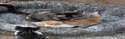 Mixed Breed cats for sale: Beautiful Kittens - Advert 3