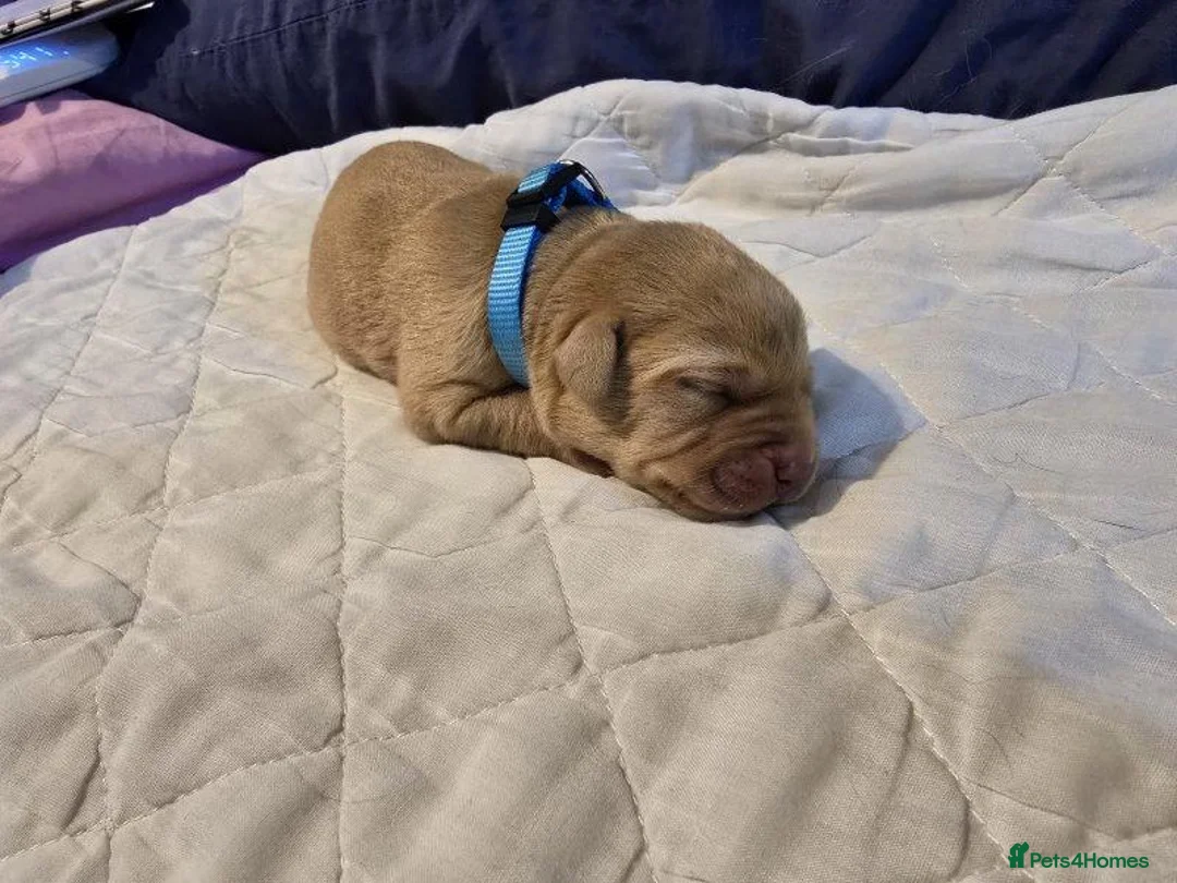 Labrador Retriever dogs for sale: Beautiful Fox Red Labrador Puppies  3 boys 4 girls in Chesterfield - Advert 2
