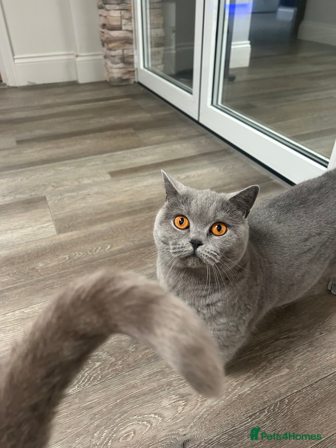 British Shorthair cats for sale: British Short hair female  - Advert 4